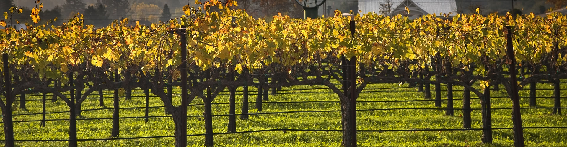 California winery scene